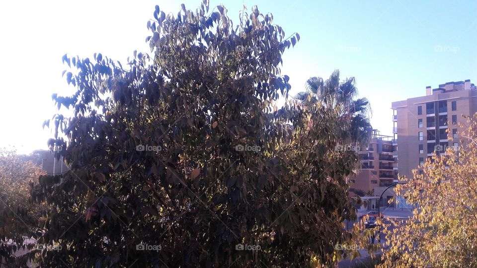 mirando por el balcón