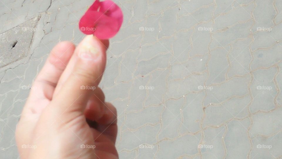 beautiful pink leaf.