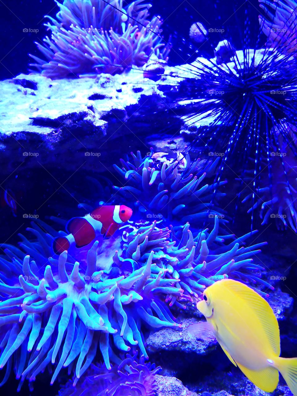 Nemo fish, also known as the clown fish
