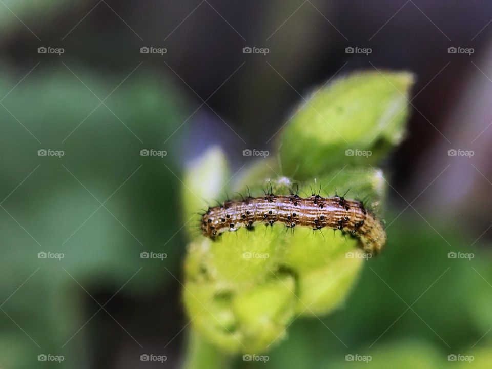 Macro photo of a caterpillar sitting on the flower
