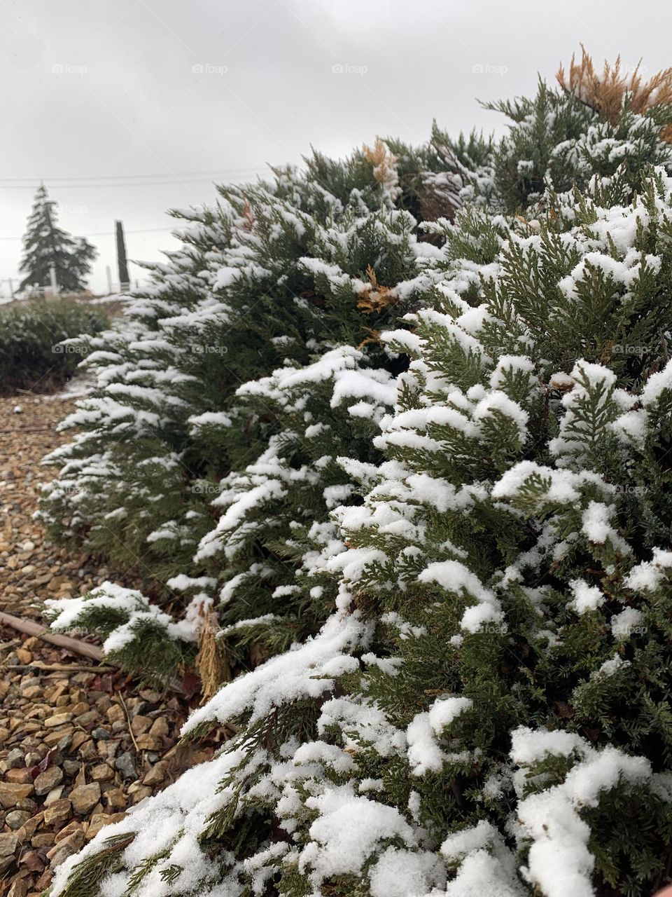 Snow on bushes