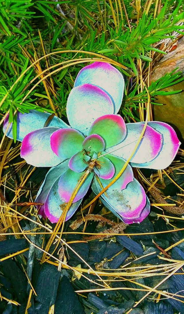winter's  blooms