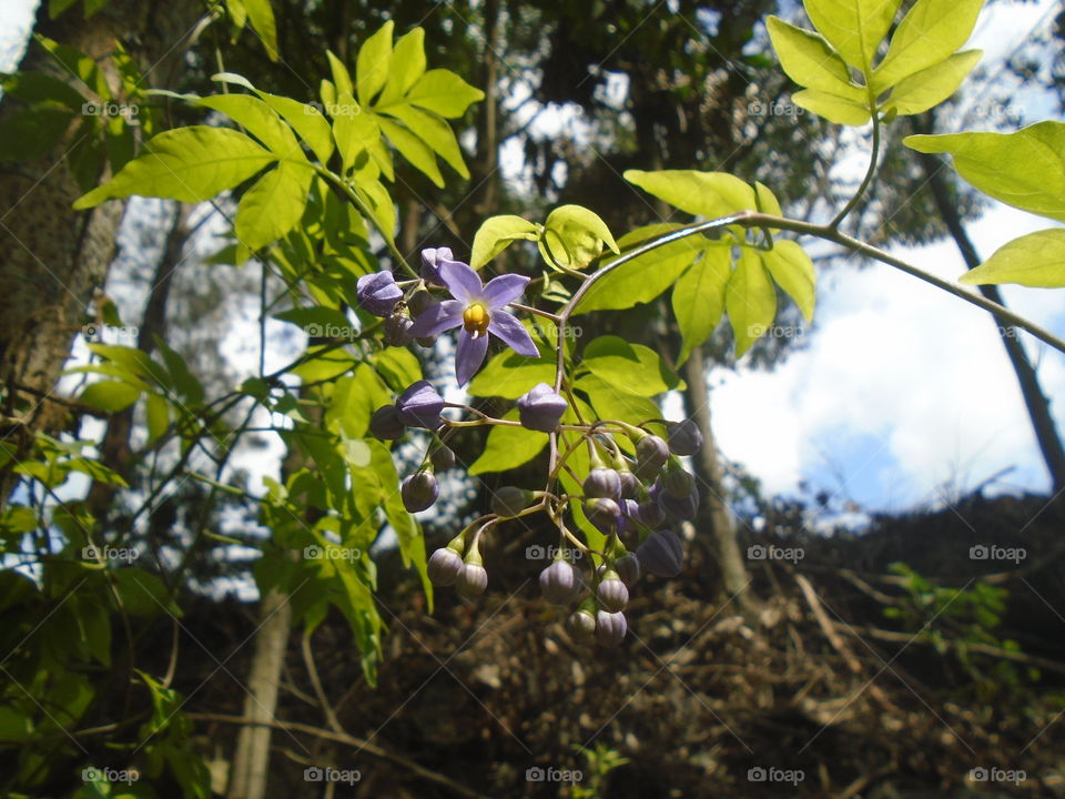 NATURAL NATUR BLÄTTER BOTANISCHER BLUMEN