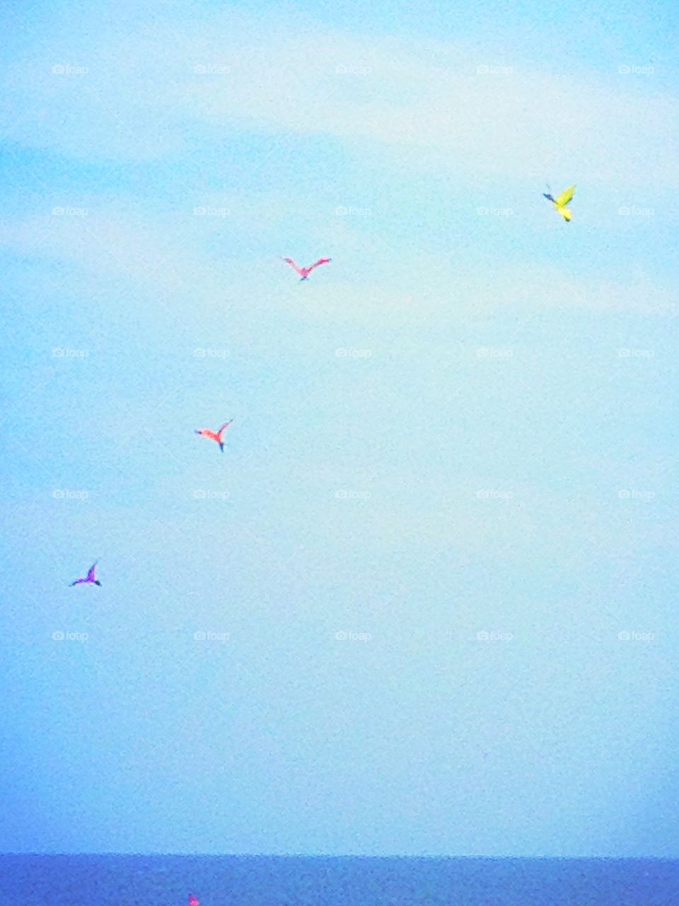 Kites flying in the sky