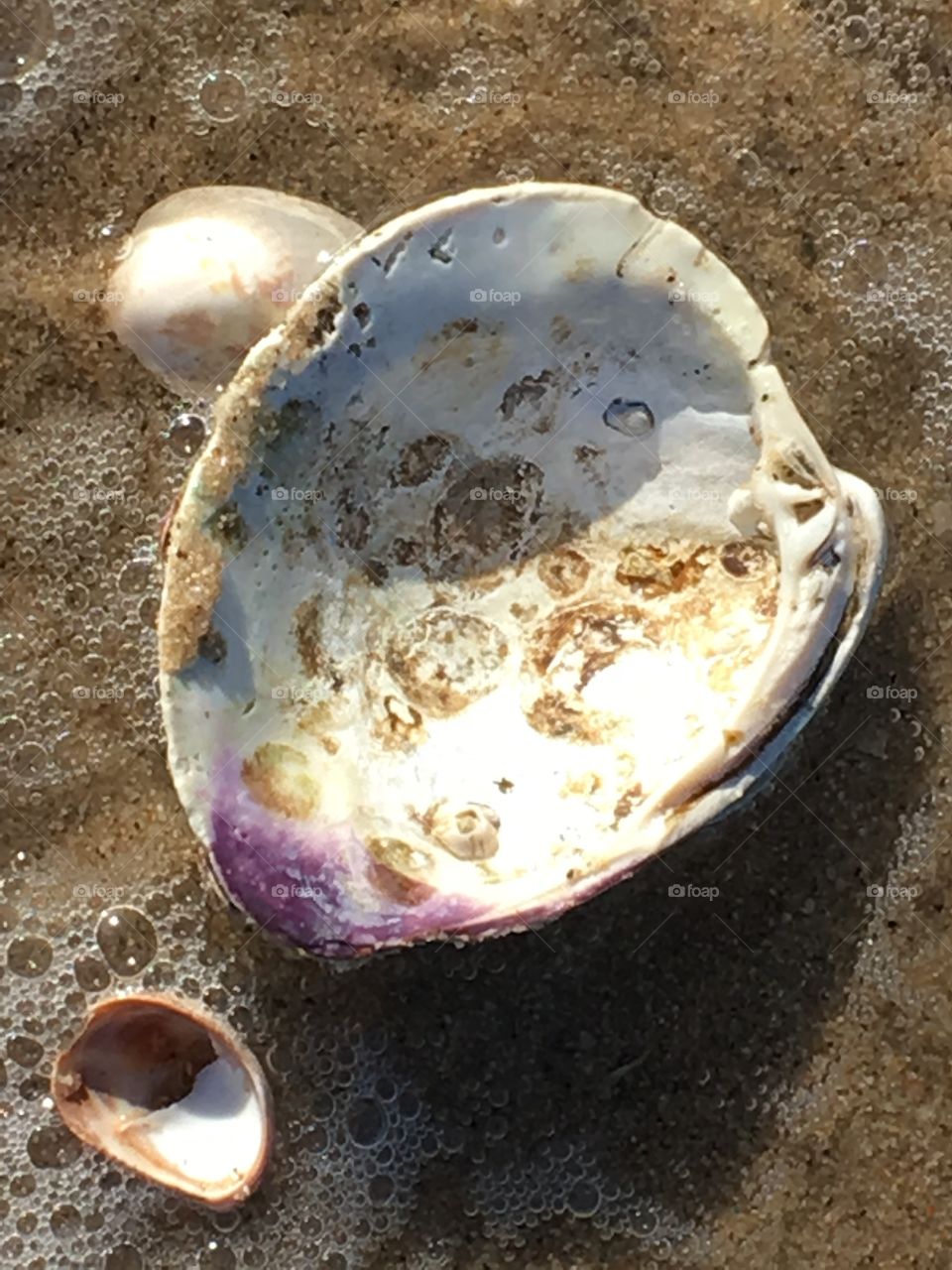 Beautiful seashells with natural warm colors found on the beach.