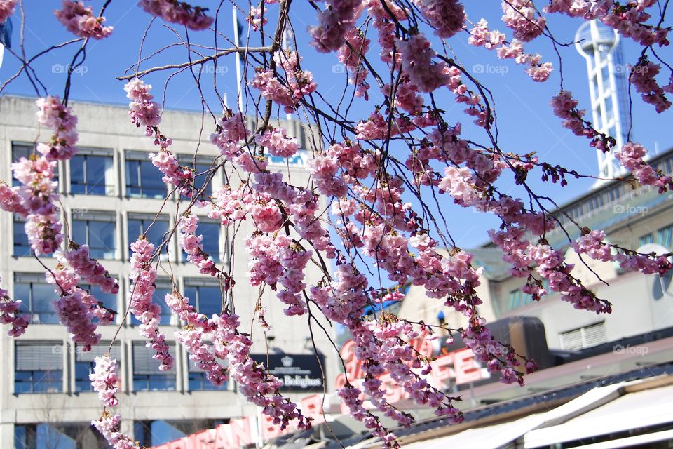 Japanese cherry blossom in Kungsträdgården, Stockholm, Sweden