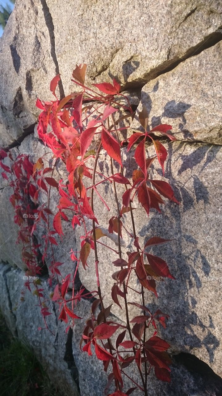 Red ivy on a stonewall