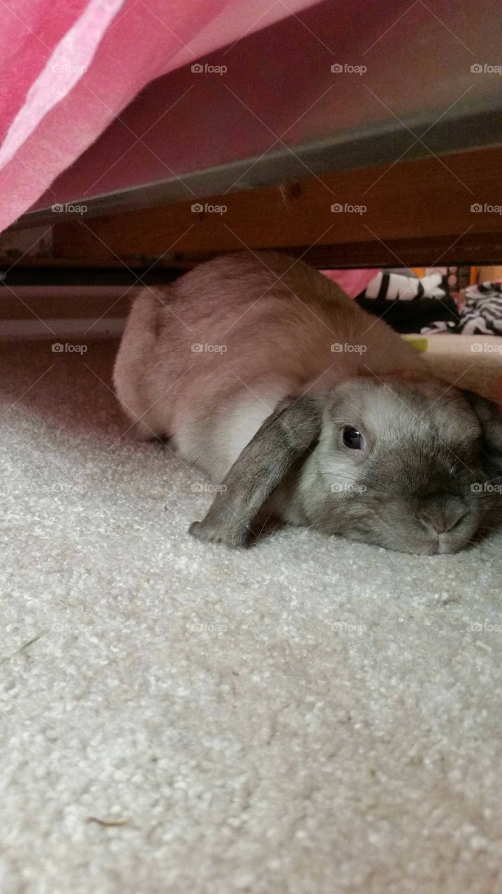 soft, long ears, cute, adorable, bunny, bedroom floor, under bed, waiting for a pat on head, sable is her name.