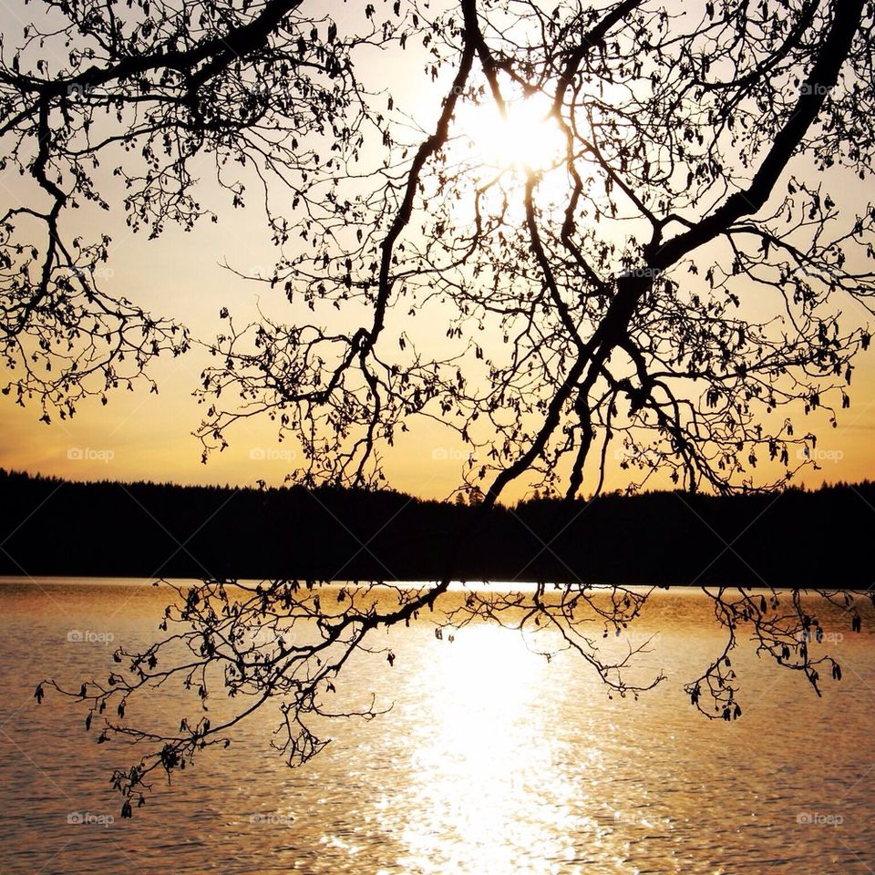 Beautiful tree by the lake
