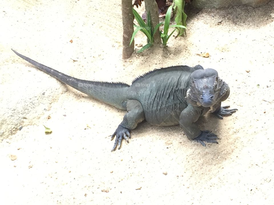 Iguana, Singapore Zoo