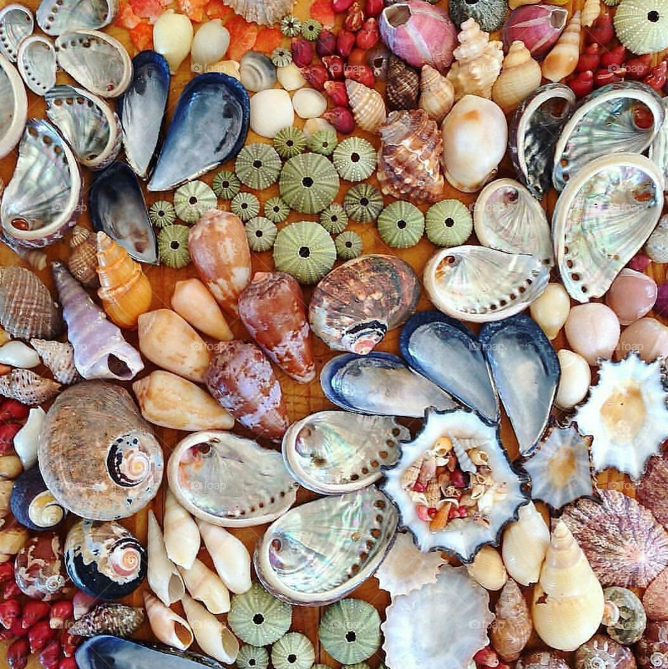 shell collection snap