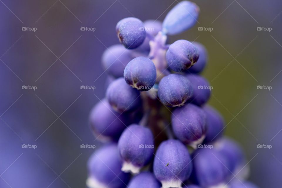 Macro Grape Hyacinth 4