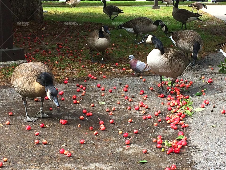 Canada geese in the city eating crabapples 
