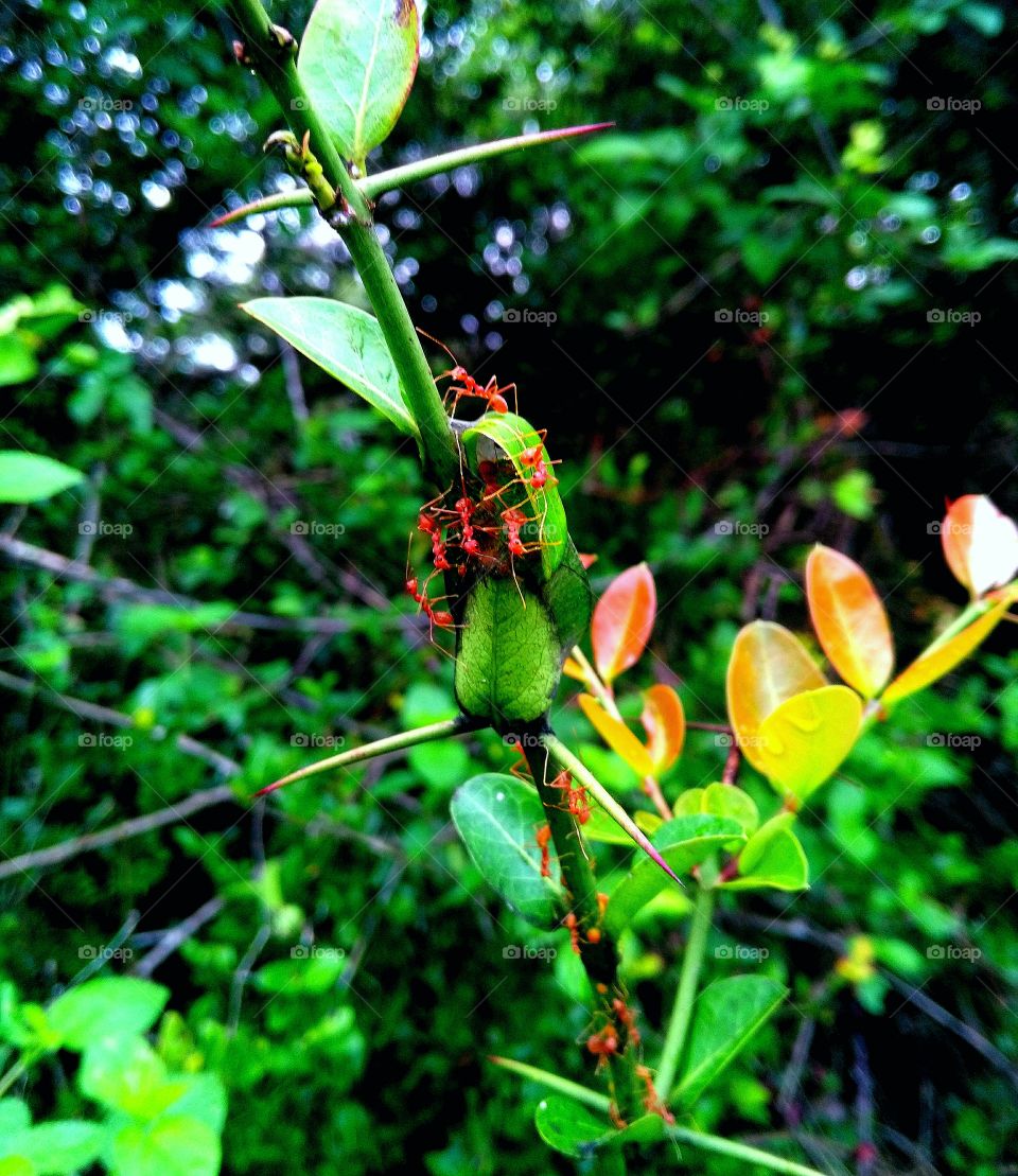 jungle small animals