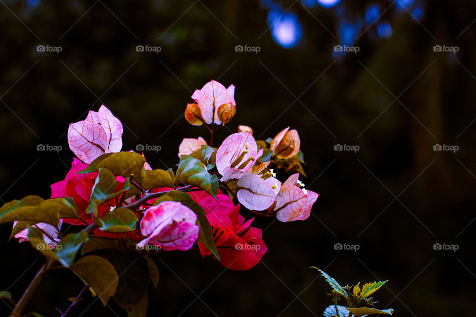 colourful flowers on a branch of tree