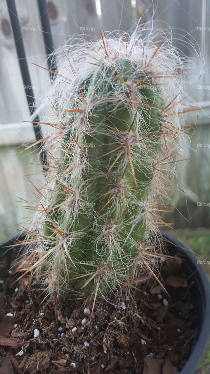 Cactus, Succulent, Sharp, Spine, Nature