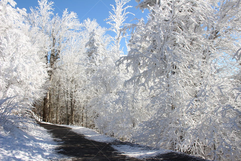 Snow in the forest