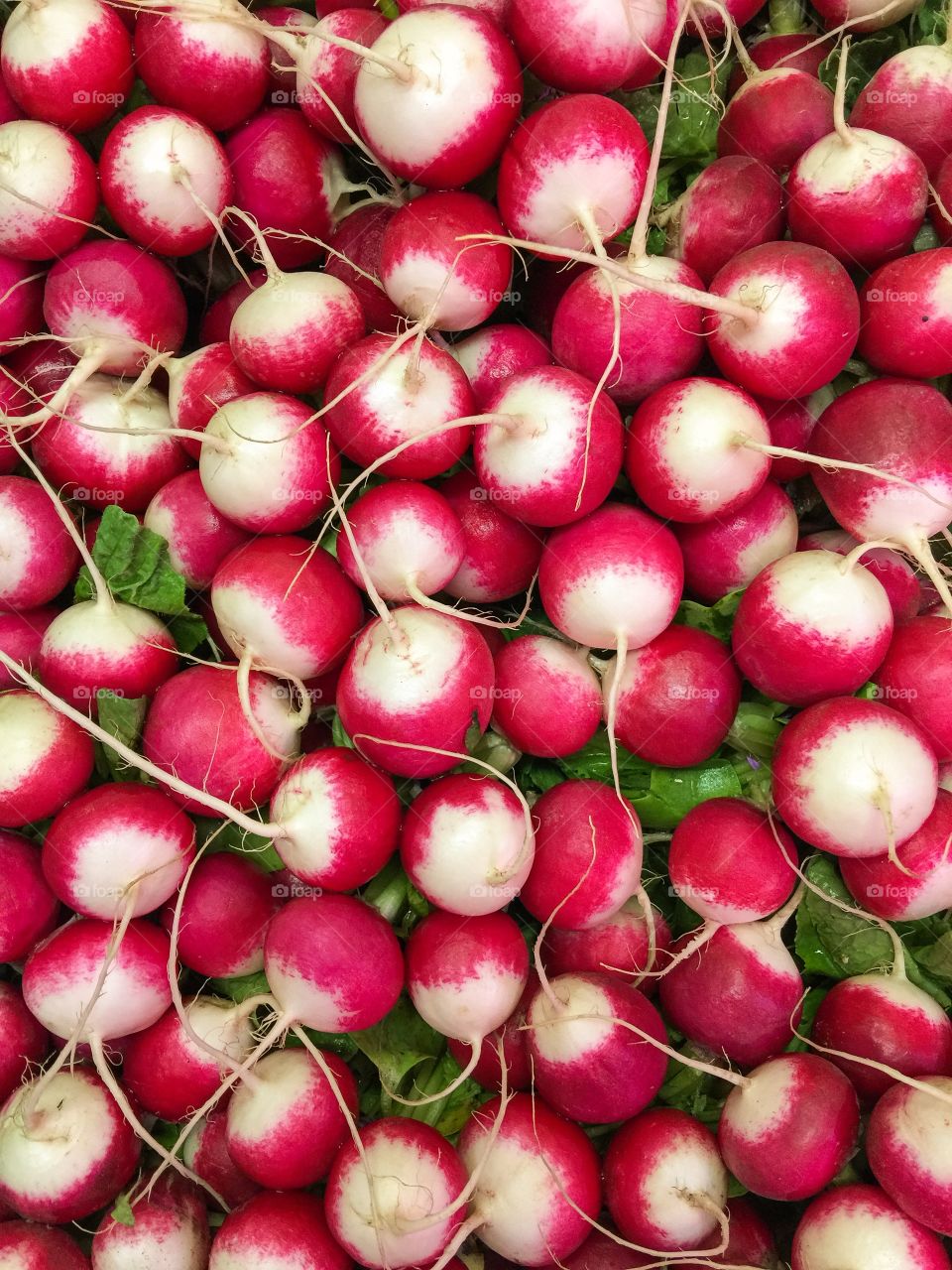 Close-up of radishes