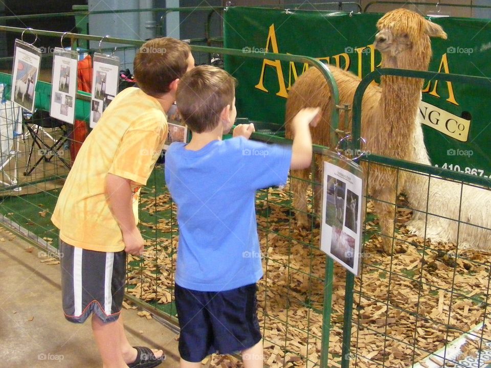 Two boys talking to an alpaca