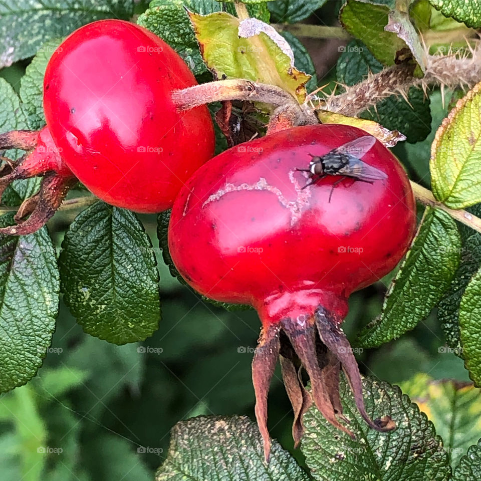 Rose hip with fly 