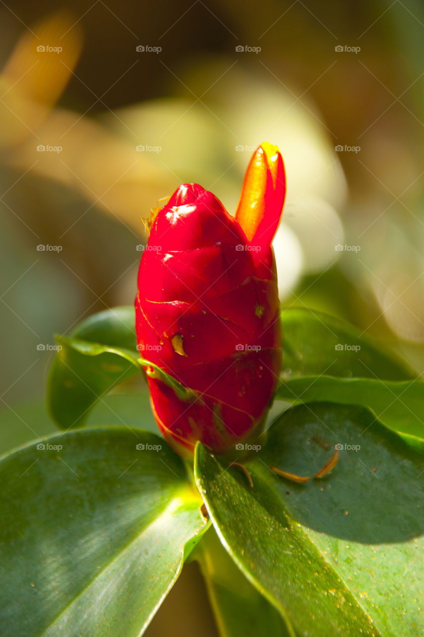 THE FLOWERS AT NOON NOOK GARDEN PATTAY THAILAND