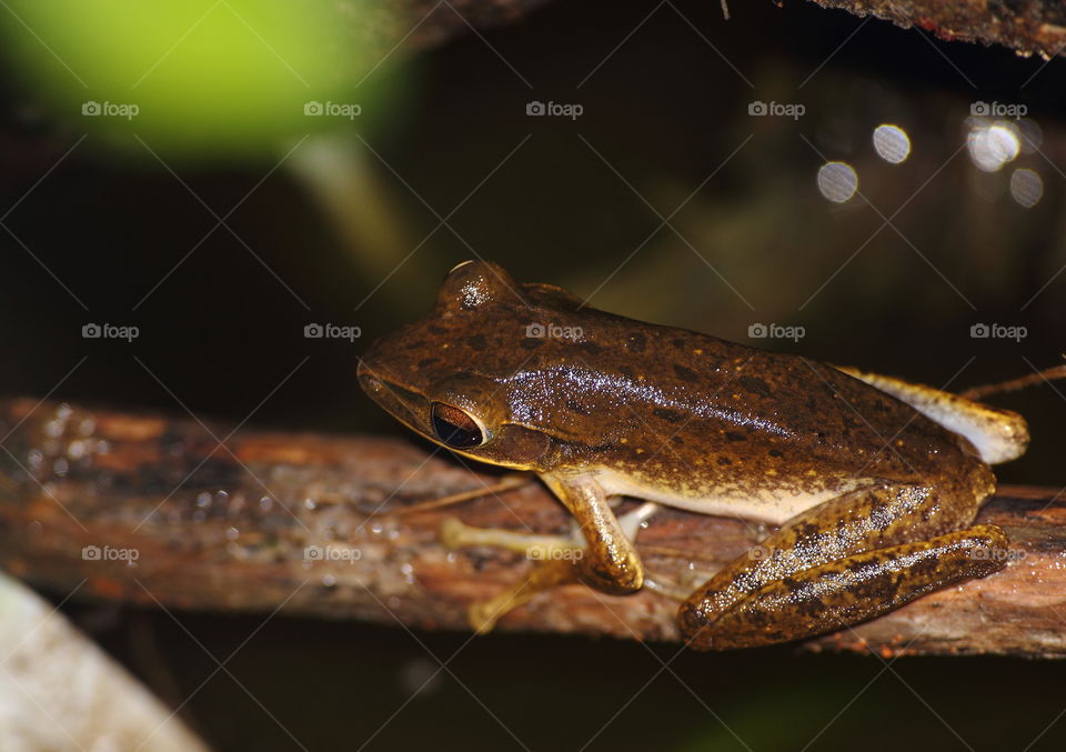 Polyoedates leucomystax. Dorsal side of contrastly colour different with the abdominal one amphibian. Dusky old brown and dark up , and light yellow pale of abdominal side. To perch along night, at the surround of ponds in hours. Looking on breeding.