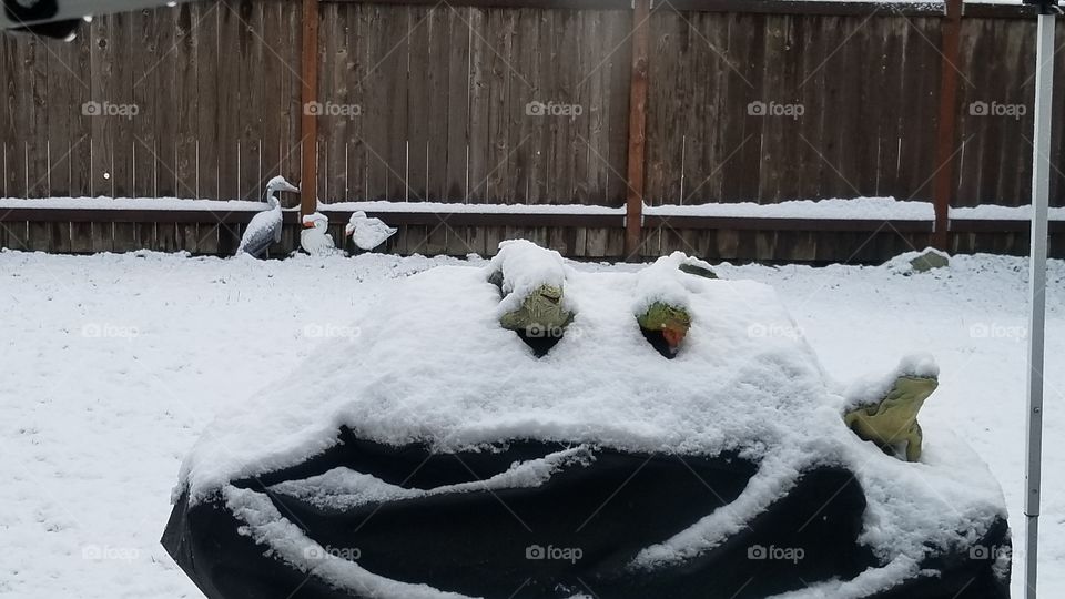 snow lizards