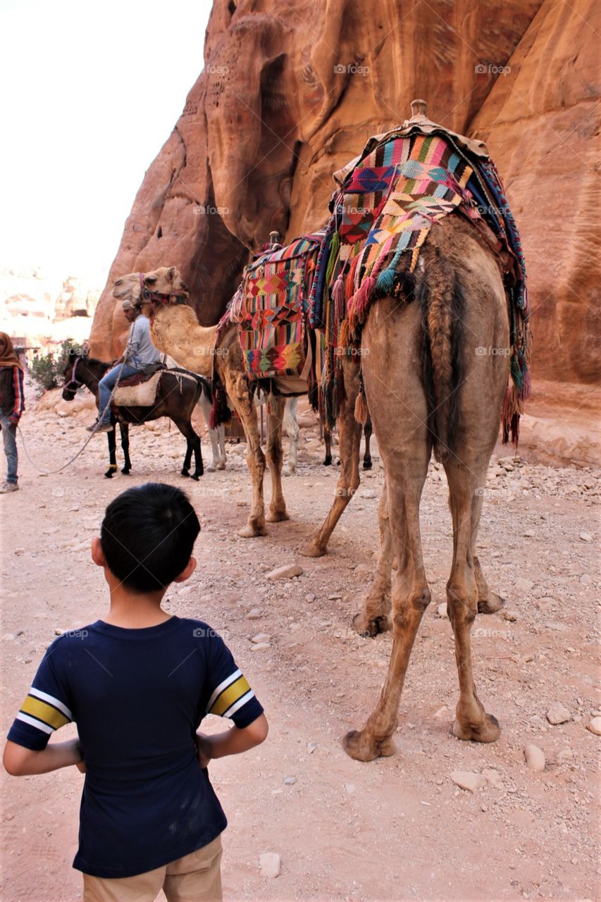 | Camels oh Camels |