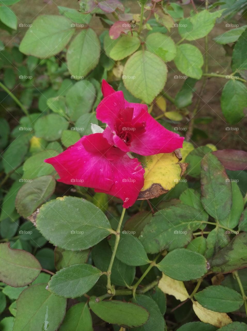 rose flower pink colour small size looks very beautiful generally found everywhere seasonal