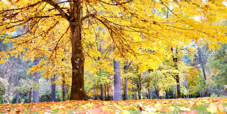 Scenic view of autumn trees