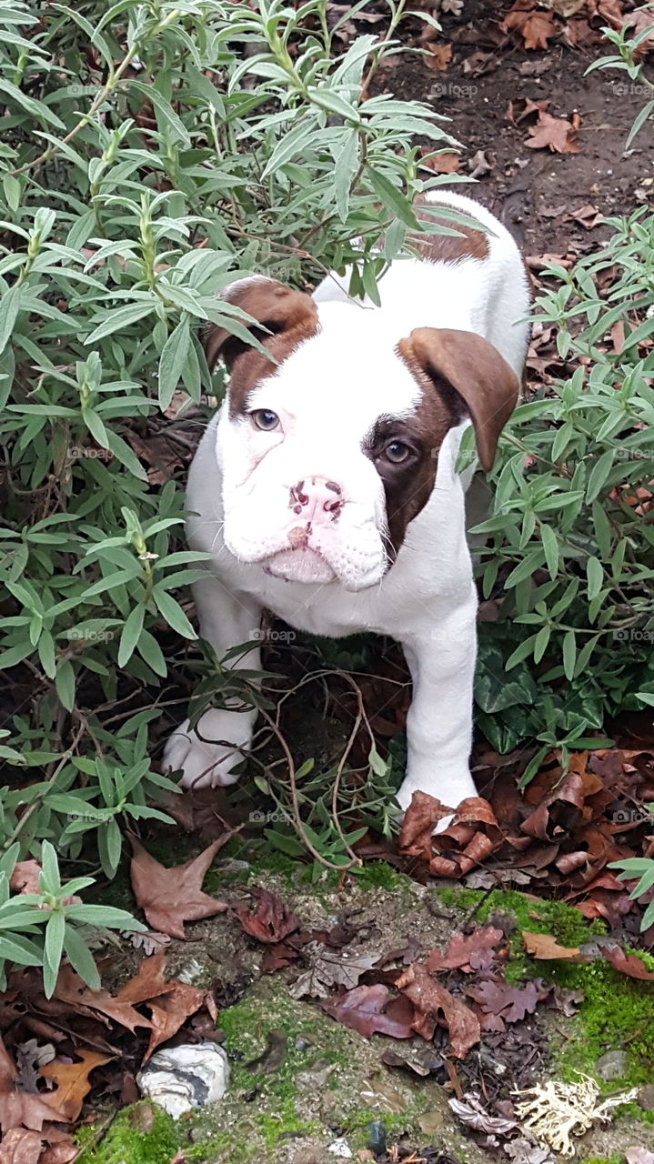 playing in the yard