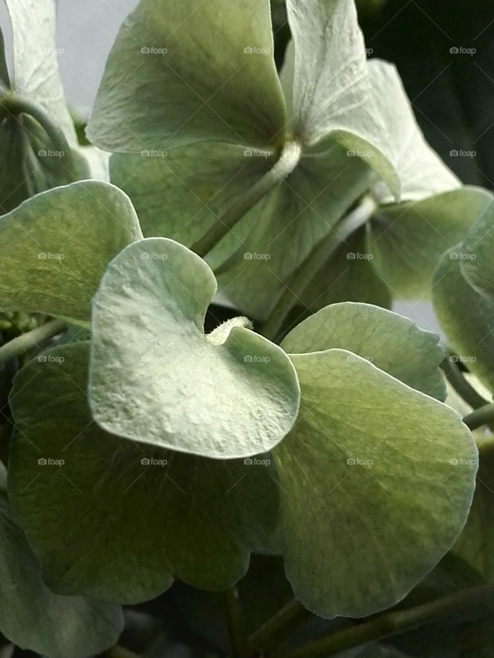 Sepals of hydrangia - after bloom