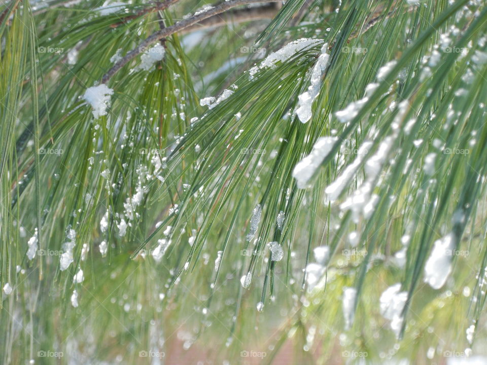 Icy green pine needles