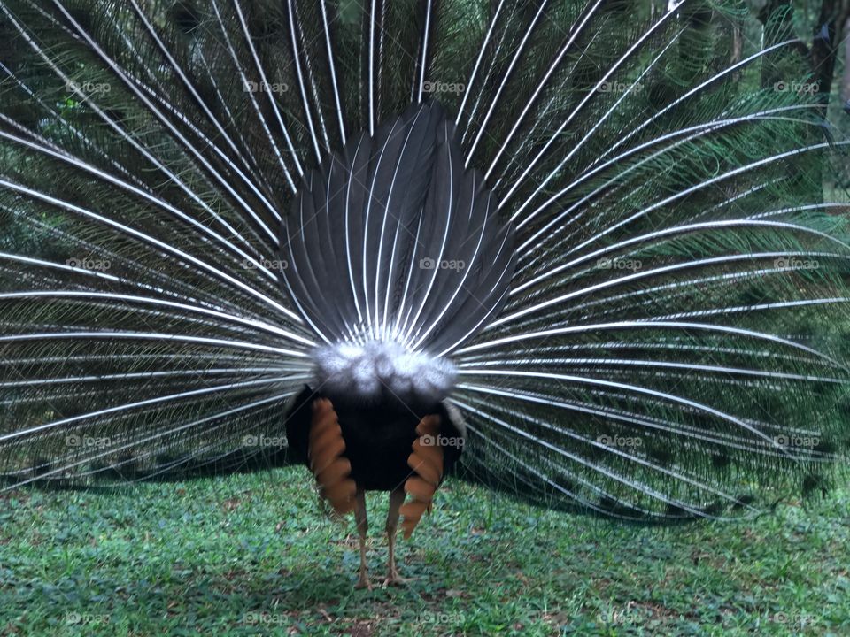 Peacock back