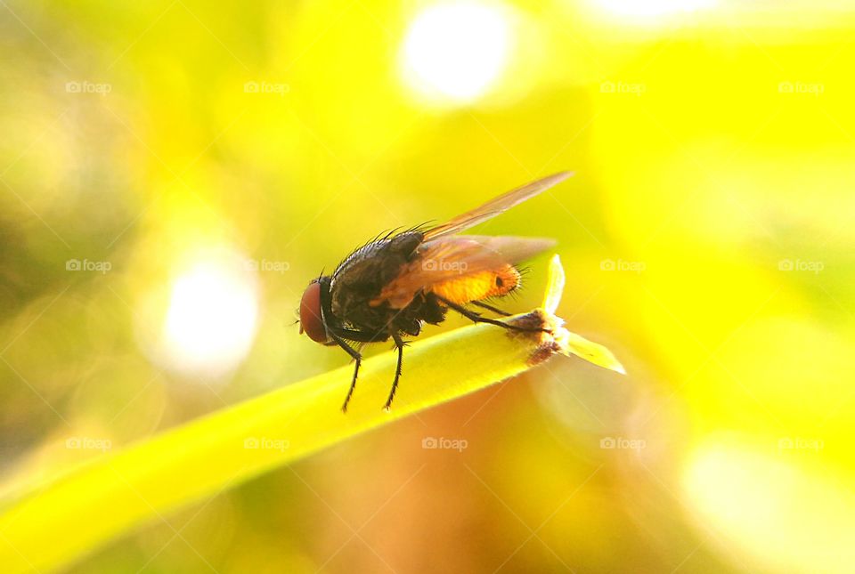 small fly in India