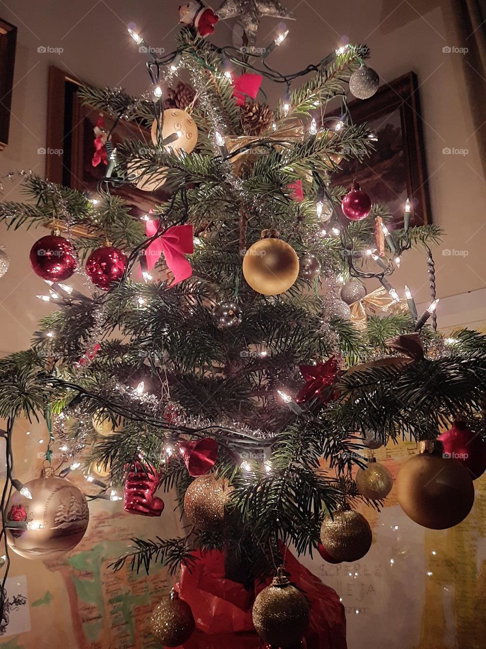 Christmas tree  - photo of the week