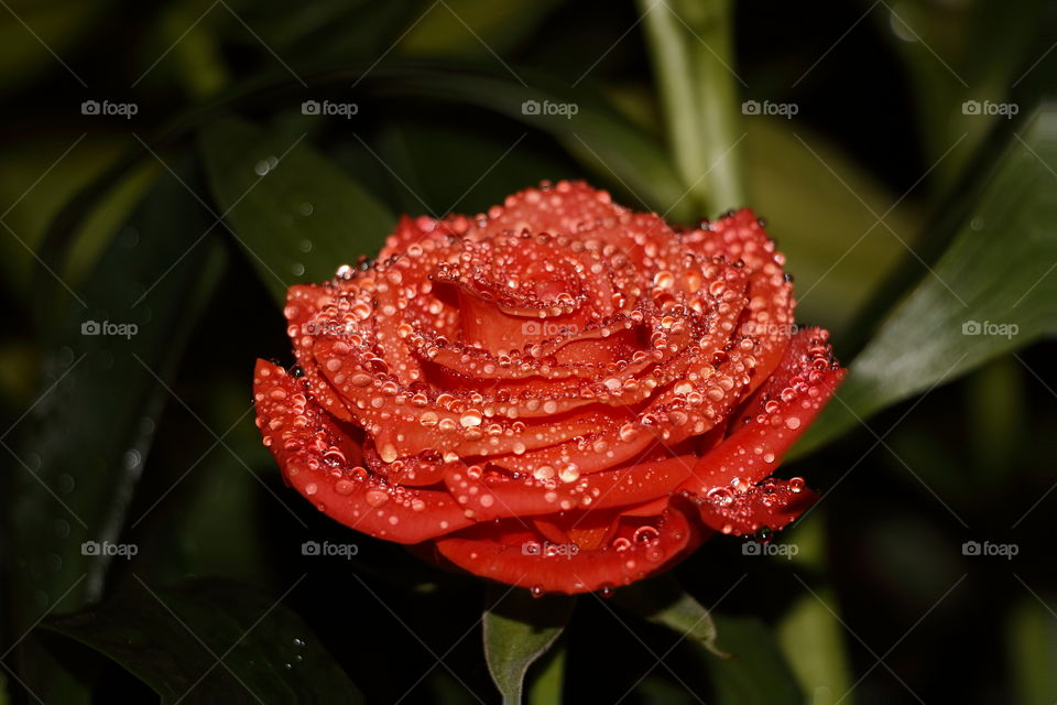 Rose Droplets