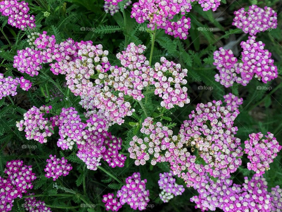 Pink and white flowers in flower garden.