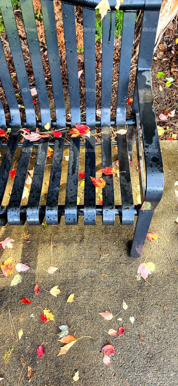 scattered fallen red orange leaves on a rain soaked park bench in Oregon on an Autumn afternoon