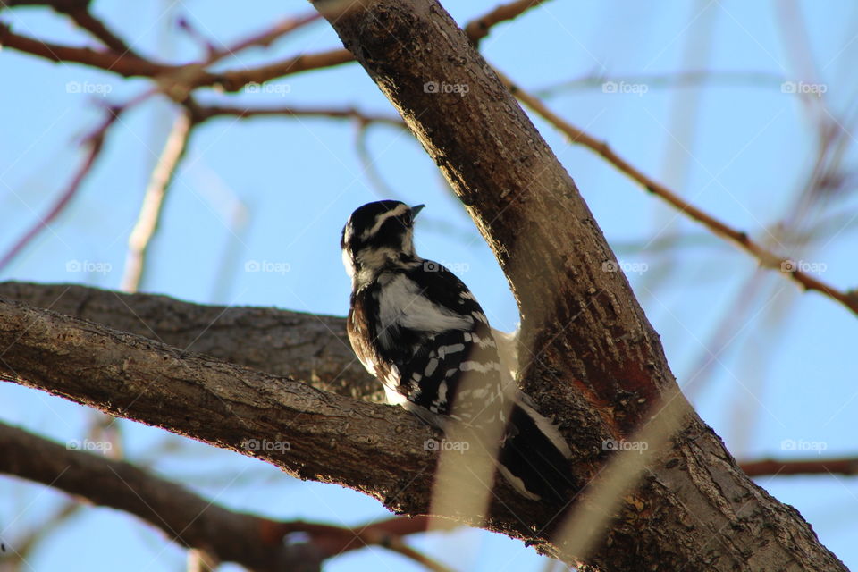 Female downy woodpecker (Eastern) on tree, back and face, with blue sky 