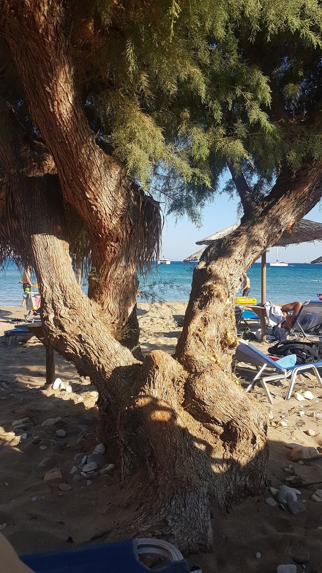 shadow in the beach