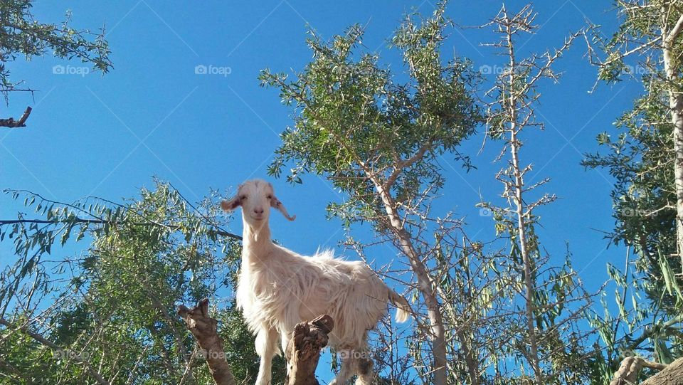 beautiful white goat looking at camera from a tree.