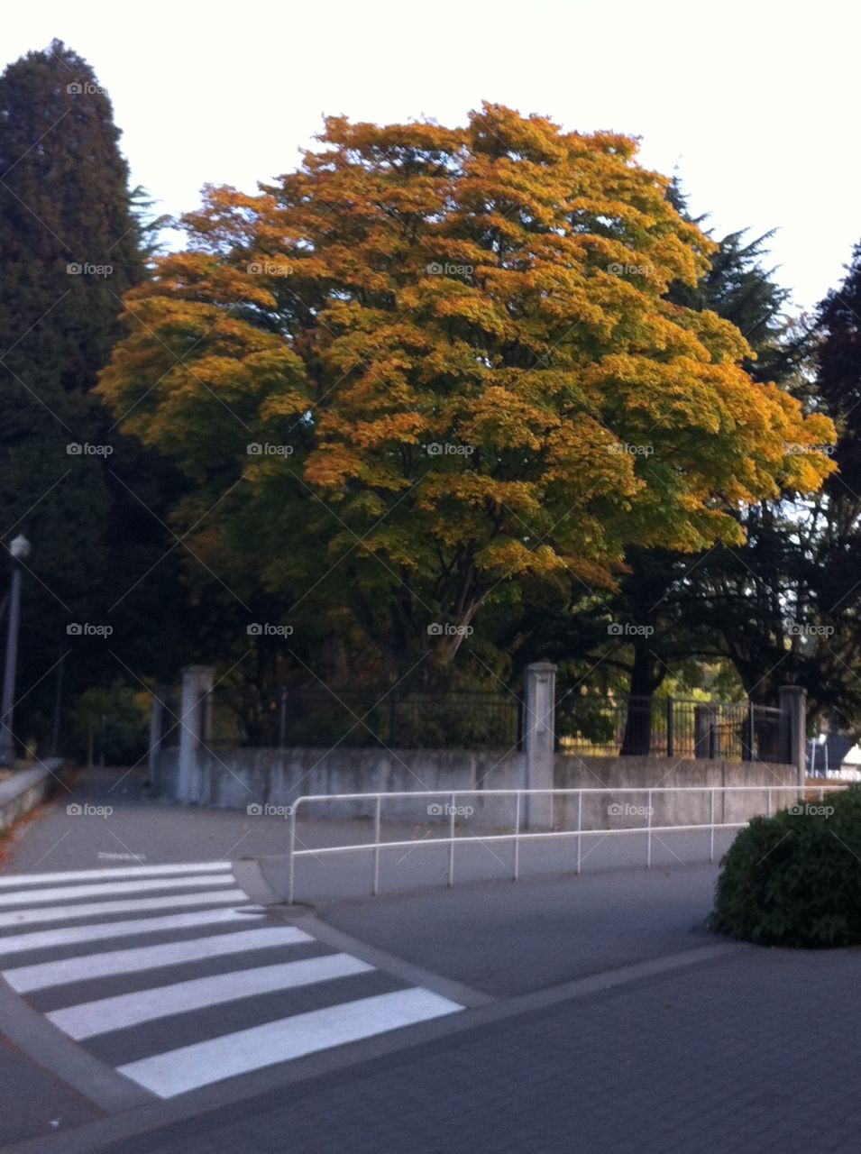 No Person, Tree, Fall, Road, Leaf