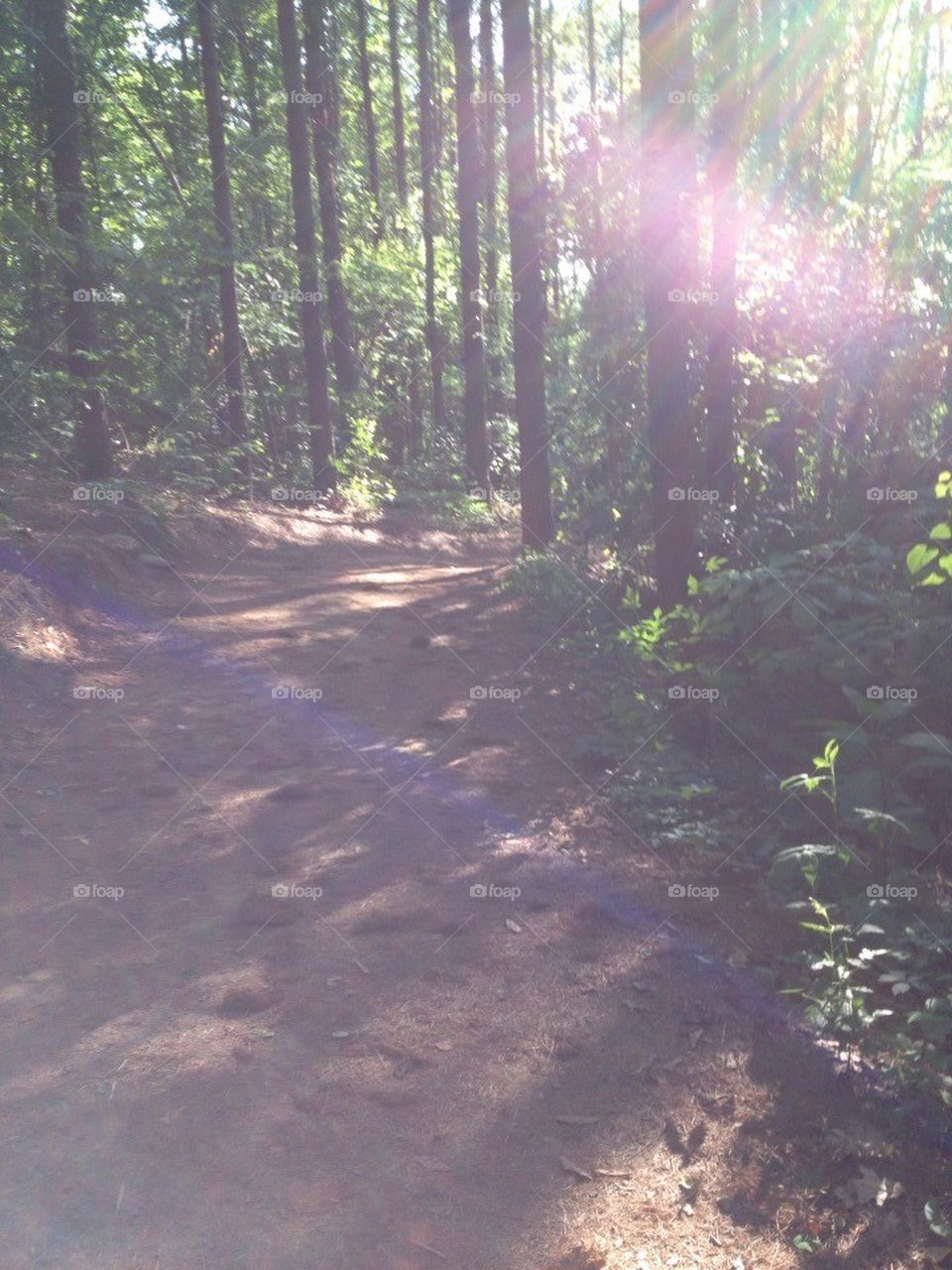 Sunlight Through the Trees