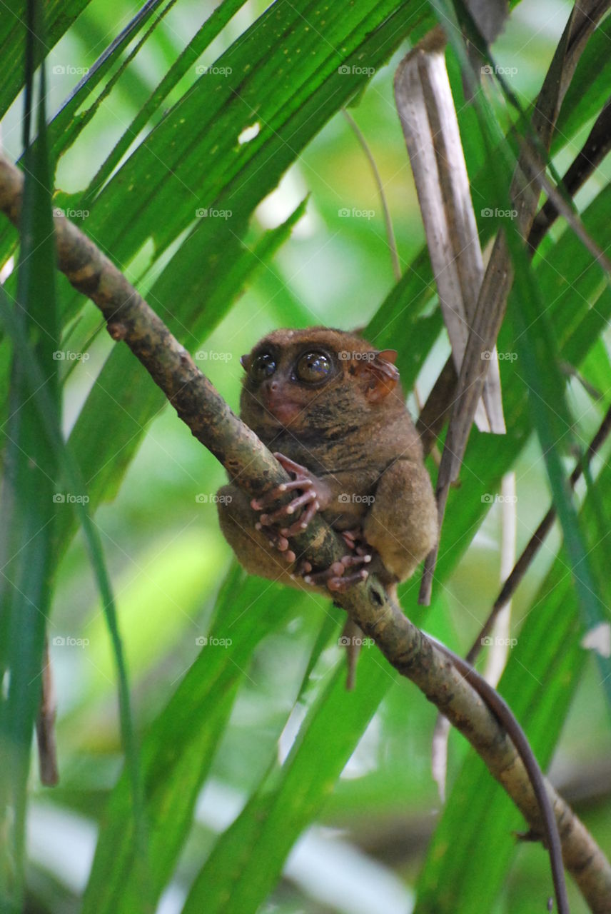 A wide-awake tarsier
