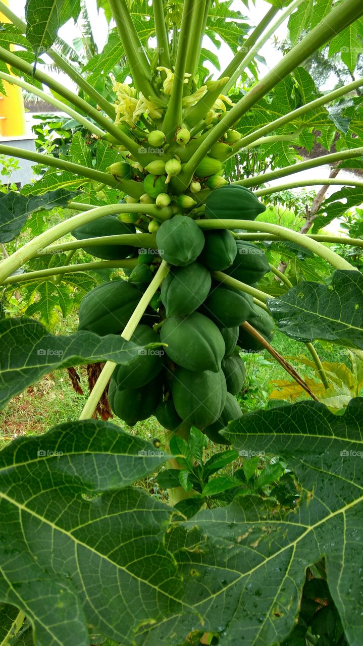 Greenish papaya fruits and leafs. 
smallest and big fruits.