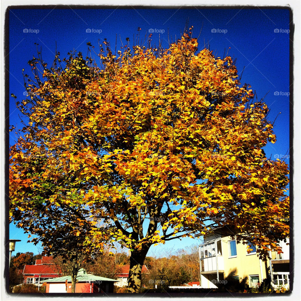 yellow tree fall leafs by lindajacobi