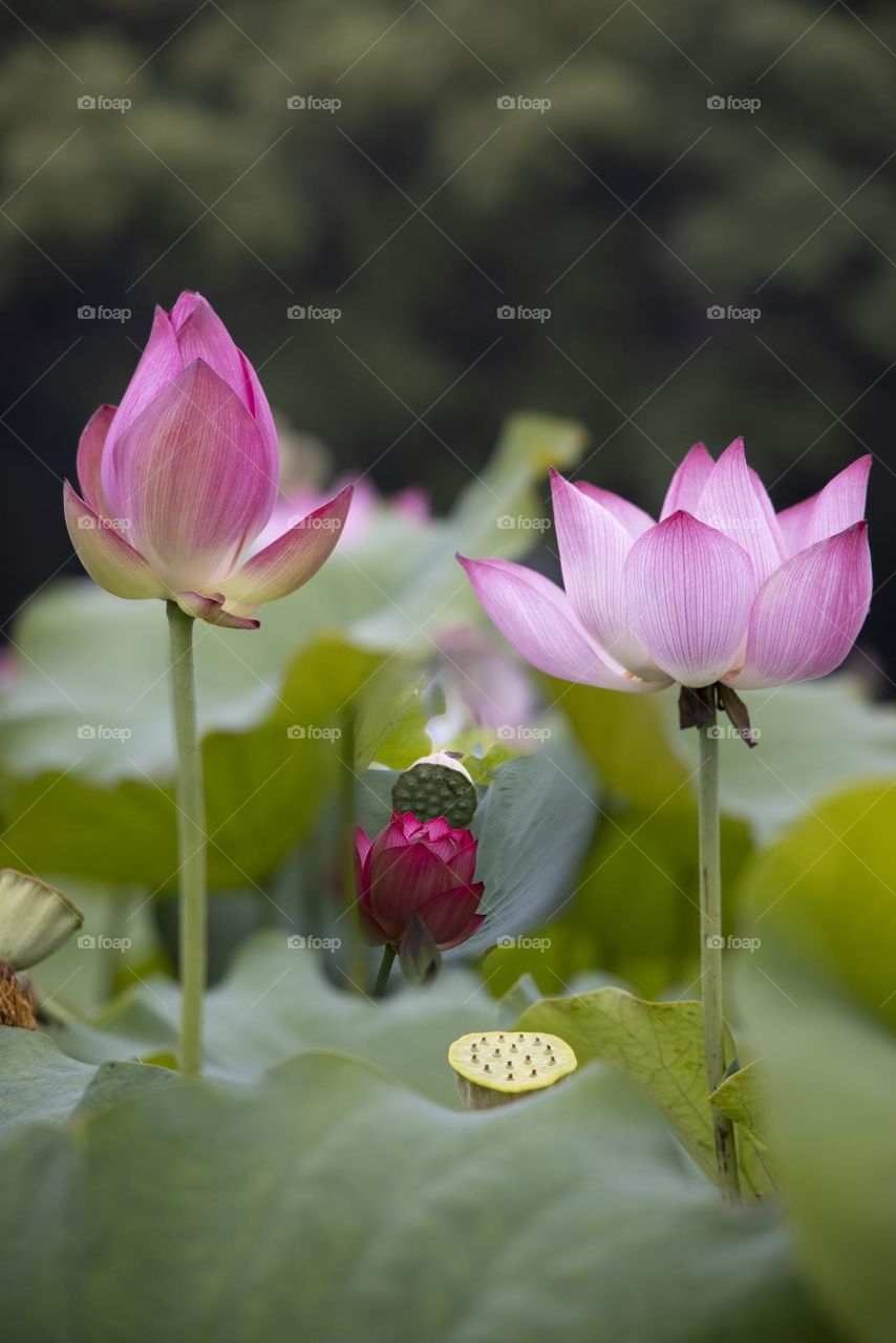 lotus