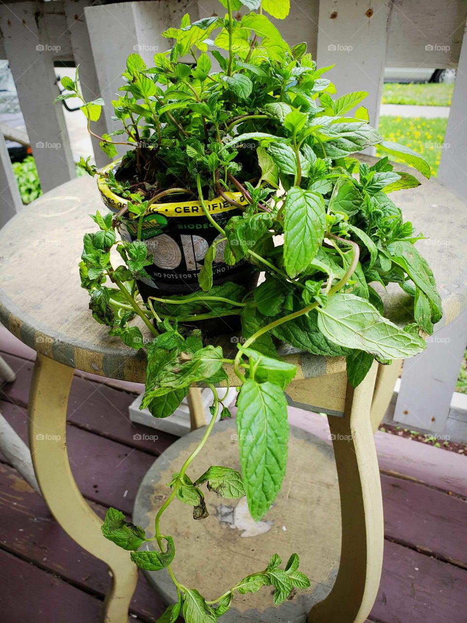 Mint plant good for teas herbal