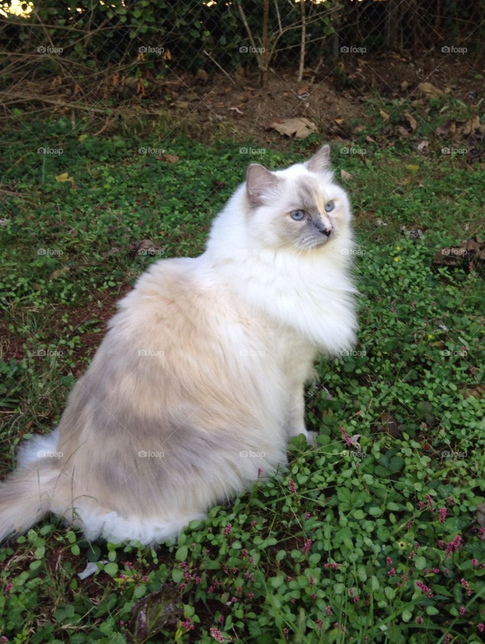 Ragdoll cat